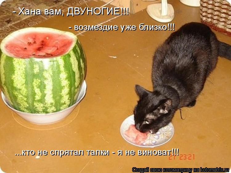 Котоматрица: - возмездие уже близко!!! ...кто не спрятал тапки - я не виноват!!! - Хана вам, ДВУНОГИЕ!!!