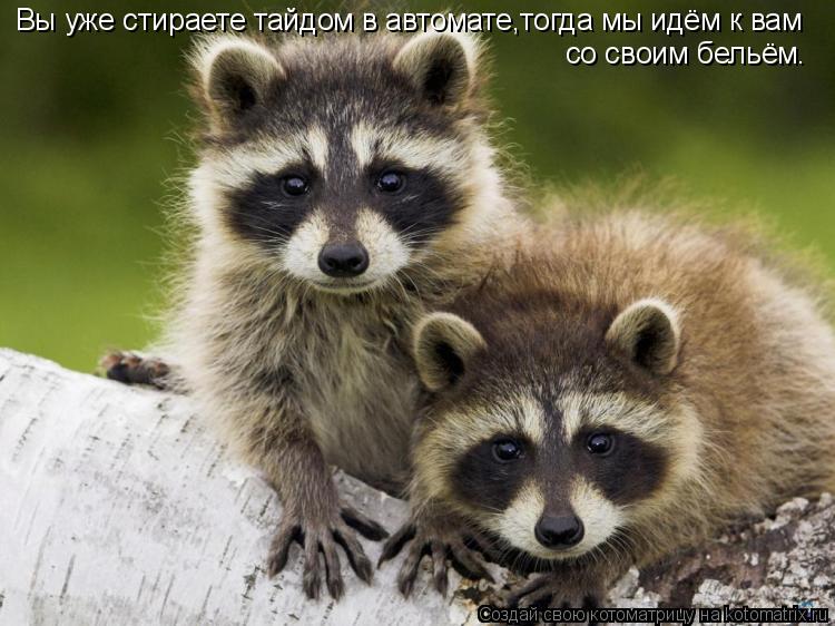 Котоматрица: Вы уже стираете тайдом в автомате,тогда мы идём к вам со своим бельём.