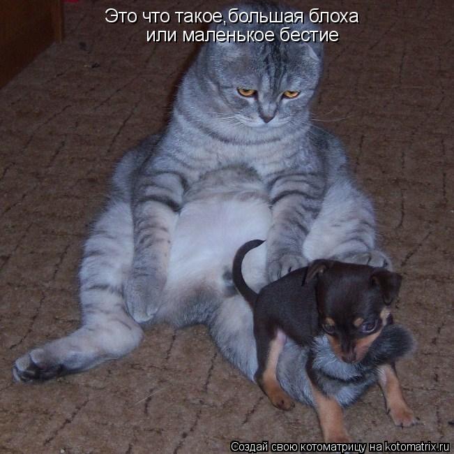 Котоматрица: Это что такое,большая блоха  или маленькое бестие