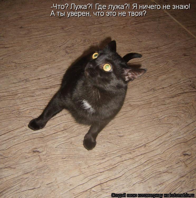 Котоматрица: -Что? Лужа?! Где лужа?! Я ничего не знаю! А ты уверен, что это не твоя?