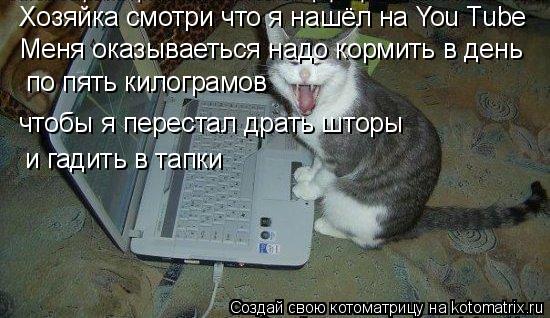 Котоматрица: Хозяйка смотри что я нашёл на You Tube Меня оказываеться надо кормить в день   по пять килограмов чтобы я перестал драть шторы и гадить в тапки