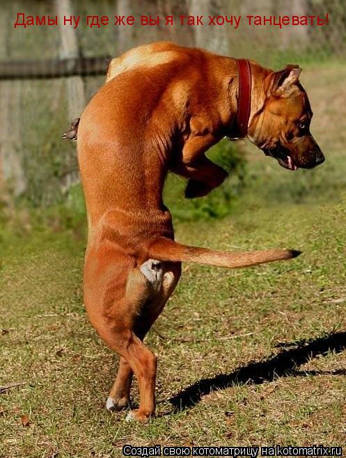Котоматрица: Дамы ну где же вы я так хочу танцевать!