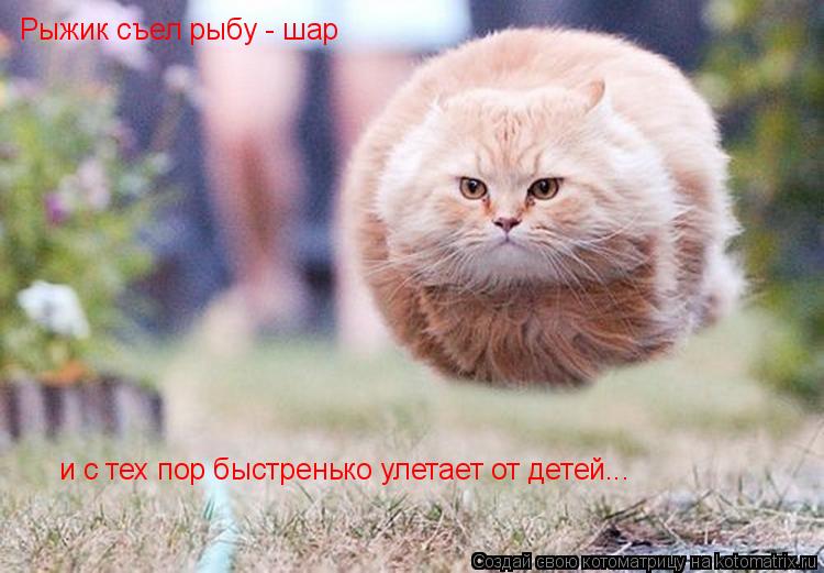 Котоматрица: Рыжик съел рыбу - шар  и с тех пор быстренько улетает от детей...