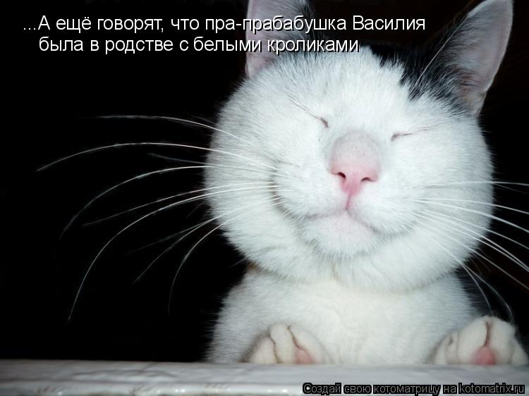 Котоматрица: ...А ещё говорят, что пра-прабабушка Василия была в родстве с белыми кроликами