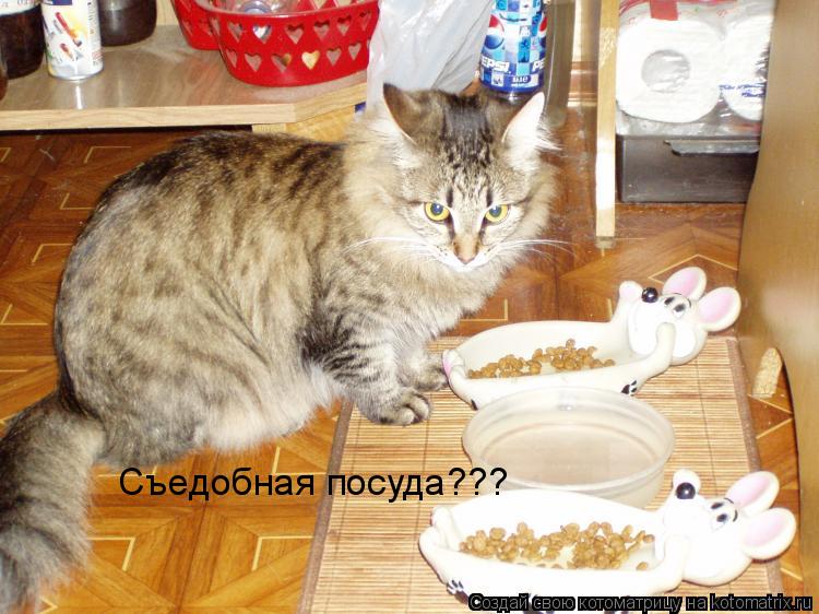 Съедобная посуда???... Котоматрица: Съедобная посуда???