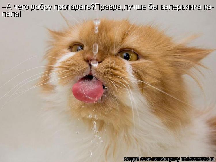 --А чего добру пропадать?Правда,лучше бы валерьянка ка- пала!... Котоматрица: --А чего добру пропадать?Правда,лучше бы валерьянка ка- пала!