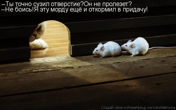 --Ты точно сузил отверстие?Он не пролезет? --Не боись!Я эту морду ещё и откормил в придачу!... Котоматрица: --Ты точно сузил отверстие?Он не пролезет? --Не боись!Я эту морду ещё и откормил в придачу!