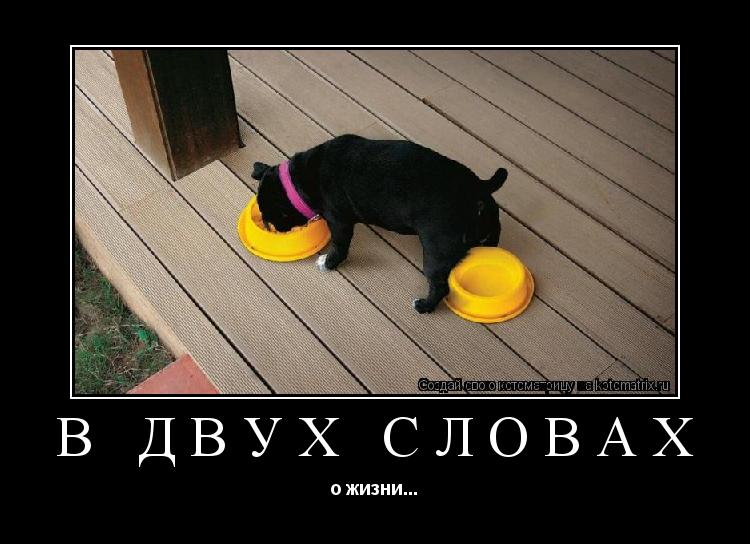 Котоматрица: В двух словах о жизни...