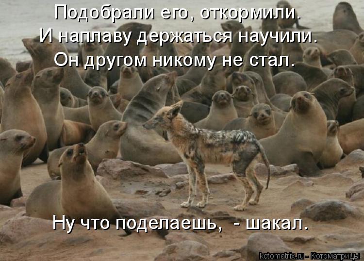 Котоматрица: Подобрали его, откормили. И наплаву держаться научили. Он другом никому не стал. Ну что поделаешь,  - шакал.
