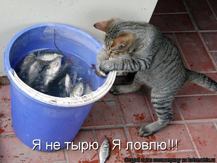 Я не тырю - Я ловлю!!!... Котоматрица: Я не тырю - Я ловлю!!!