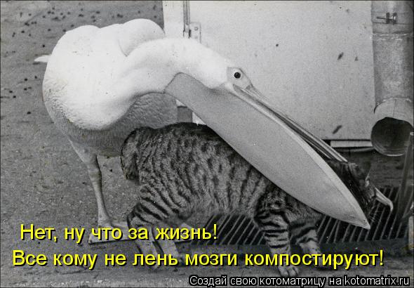 Нет, ну что за жизнь! Все кому не лень мозги компостируют!... Котоматрица: Нет, ну что за жизнь! Все кому не лень мозги компостируют!