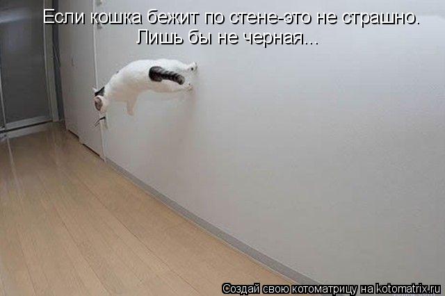 Если кошка бежит по стене-это не страшно. Лишь бы не черная...... Котоматрица: Если кошка бежит по стене-это не страшно. Лишь бы не черная...