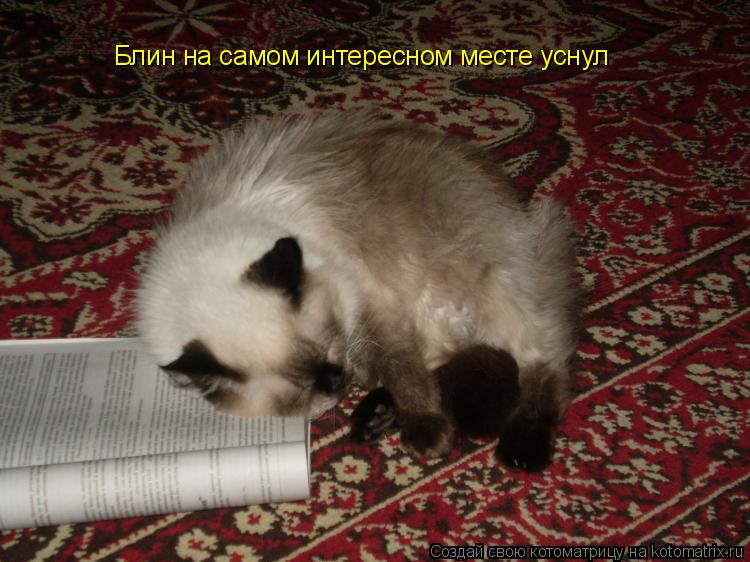 Блин на самом интересном месте уснул... Котоматрица: Блин на самом интересном месте уснул