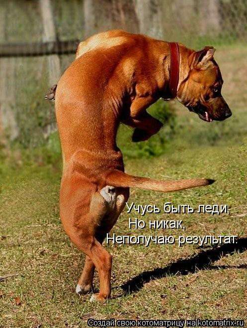 Учусь быть леди, Но никак, Неполучаю результат.... Котоматрица: Учусь быть леди, Но никак, Неполучаю результат.