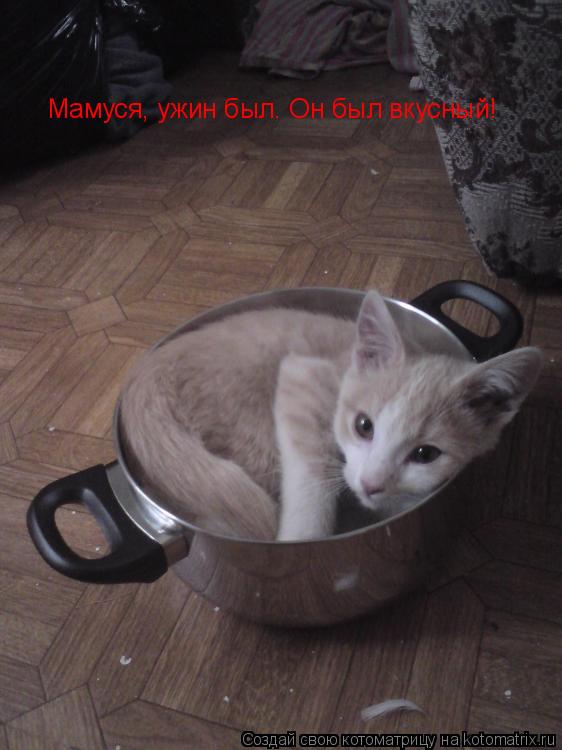 Котоматрица: Мамуся, ужин был. Он был вкусный!