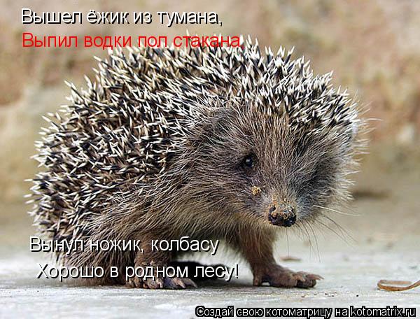 Вышел ёжик из тумана, Выпил водки пол стакана, Вынул ножик, колбасу Хорошо в родном лесу! Тихо песню... Котоматрица: Вышел ёжик из тумана, Выпил водки пол стакана, Вынул ножик, колбасу Хорошо в родном лесу! Тихо песню затянул О несбывшемся всплакнул, Посмот