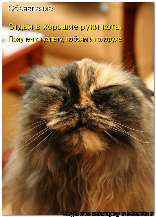 Объявление: Отдам в хорошие руки кота. Приучен к туалету, побоям и голодухе.... Котоматрица: Объявление: Отдам в хорошие руки кота. Приучен к туалету, побоям и голодухе.