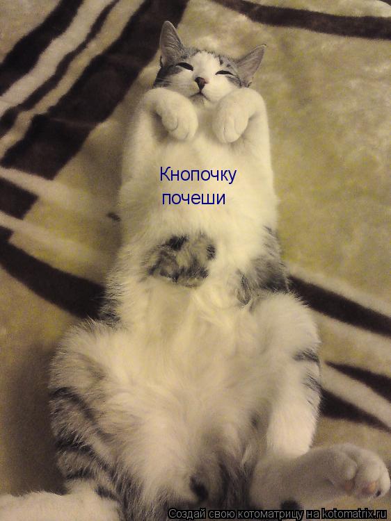 Котоматрица: Кнопочку  почеши