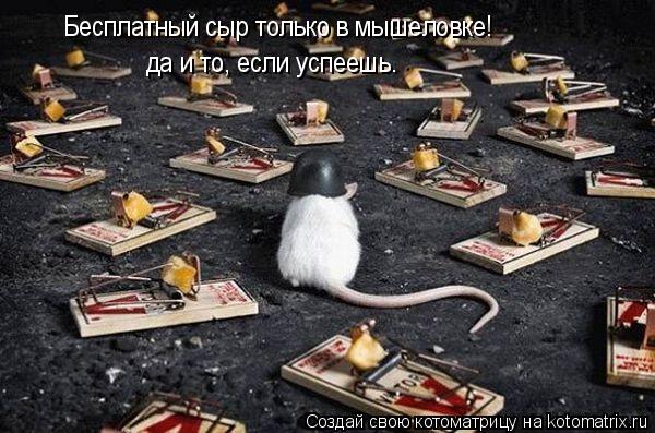«Бесплатный сыр только в мышеловке!» да и то, если успеешь.... Котоматрица: «Бесплатный сыр только в мышеловке!» да и то, если успеешь.