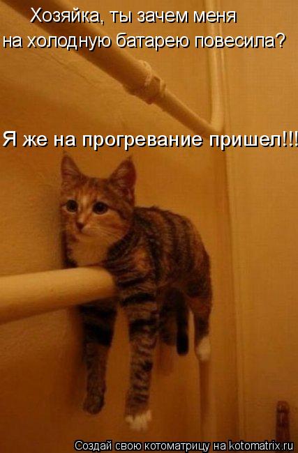 Хозяйка, ты зачем меня на холодную батарею повесила? Я же на прогревание пришел!!!... Котоматрица: Хозяйка, ты зачем меня на холодную батарею повесила? Я же на прогревание пришел!!!