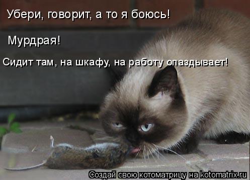 Котоматрица: Убери, говорит, а то я боюсь! Мурдрая! Сидит там, на шкафу, на работу опаздывает!
