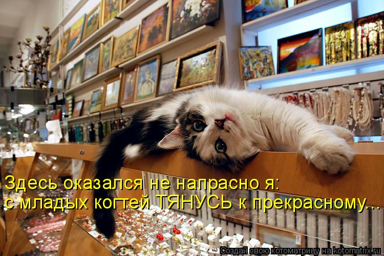 Котоматрица: с младых когтей ТЯНУСЬ к прекрасному... Здесь оказался не напрасно я: