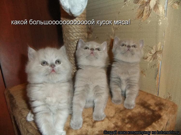 Котоматрица: какой большоооооооооооой кусок мяса!