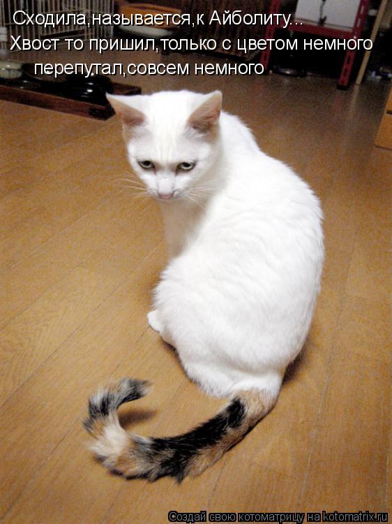 Котоматрица: Сходила,называется,к Айболиту... Хвост то пришил,только с цветом немного  перепутал,совсем немного