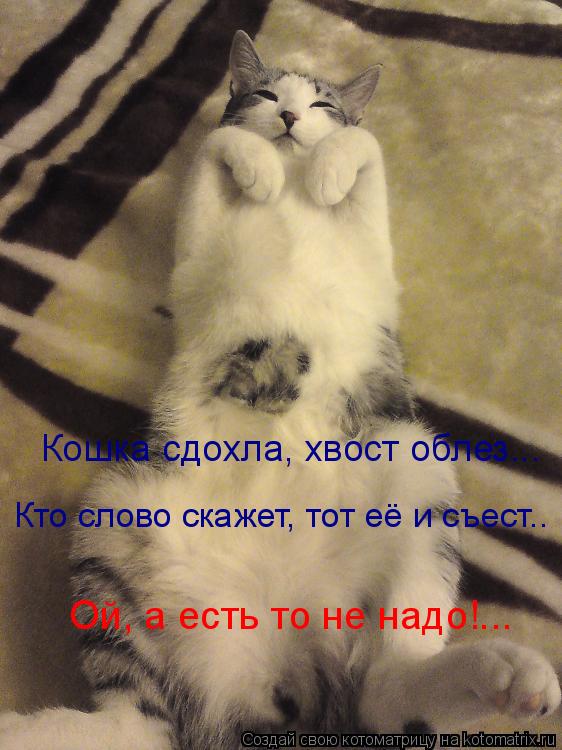 Котоматрица: Кошка сдохла, хвост облез... Кто слово скажет, тот её и съест.. Ой, а есть то не надо!...