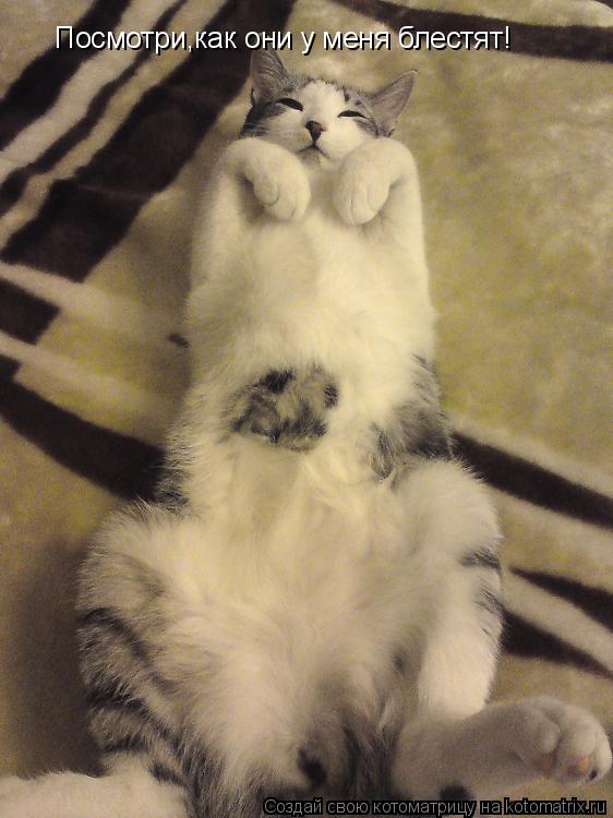 Котоматрица: Посмотри,как они у меня блестят!
