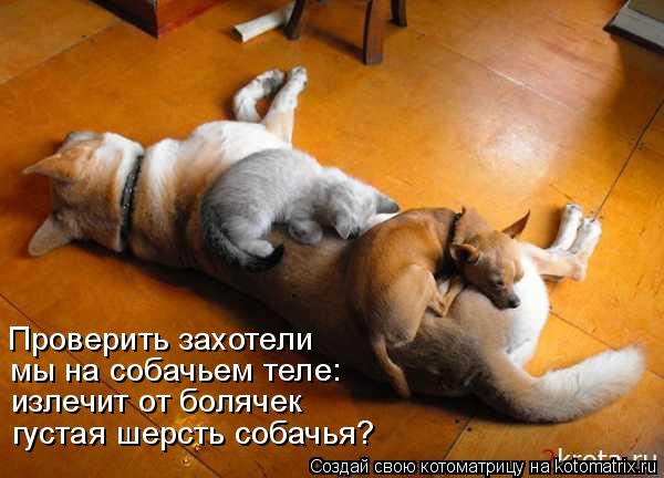 Проверить захотели мы на собачьем теле: излечит от болячек густая шерсть собачья?... Котоматрица: Проверить захотели мы на собачьем теле: излечит от болячек густая шерсть собачья?