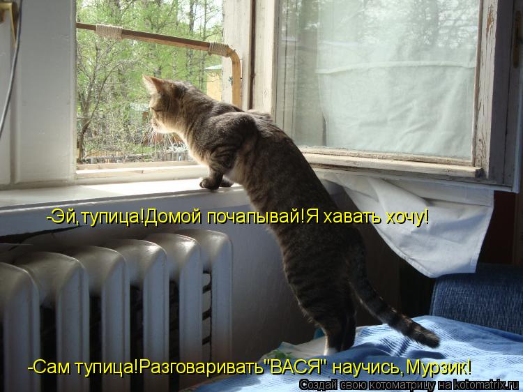 -Эй,тупица!Домой почапывай!Я хавать хочу! -Сам тупица!Разговаривать"ВАСЯ" научись,Мурзик!... Котоматрица: -Эй,тупица!Домой почапывай!Я хавать хочу! -Сам тупица!Разговаривать"ВАСЯ" научись,Мурзик!