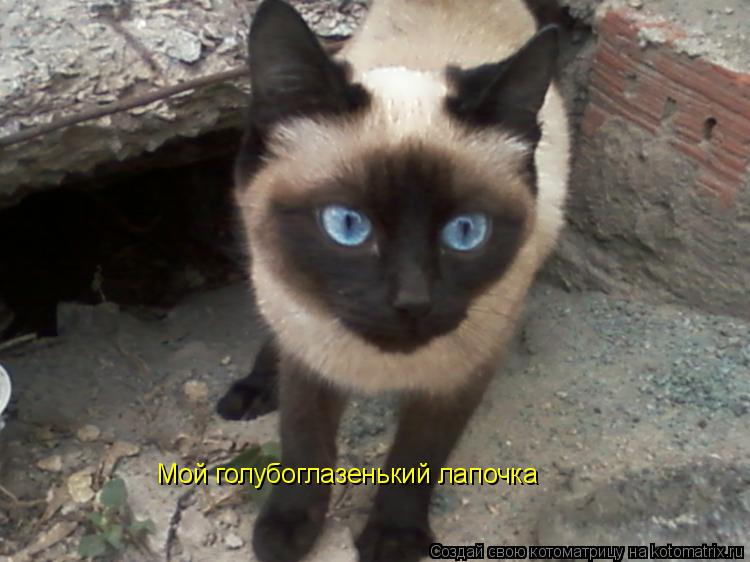 Мой голубоглазенький лапочка... Котоматрица: Мой голубоглазенький лапочка