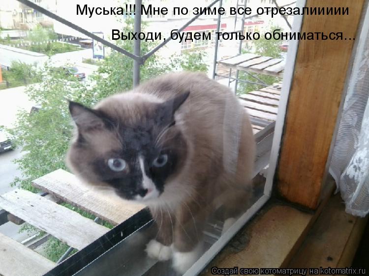 Муська!!! Мне по зиме все отрезалиииии Выходи, будем только обниматься...... Котоматрица: Муська!!! Мне по зиме все отрезалиииии Выходи, будем только обниматься...