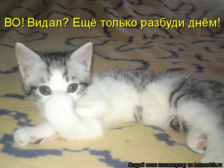 ВО! Видал? Ещё только разбуди днём!... Котоматрица: ВО! Видал? Ещё только разбуди днём!