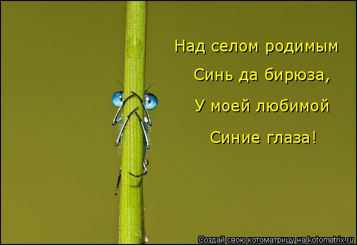 Над селом родимым Синь да бирюза, У моей любимой Синие глаза!... Котоматрица: Над селом родимым Синь да бирюза, У моей любимой Синие глаза!