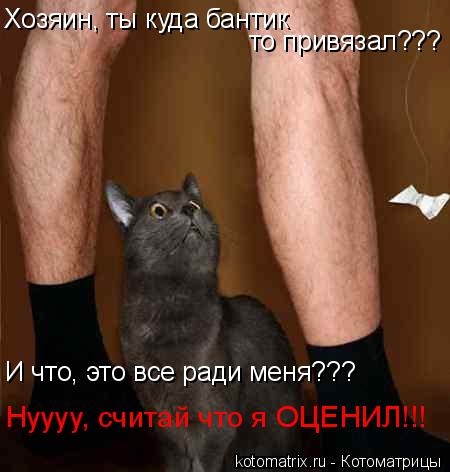 Хозяин, ты куда бантик то привязал??? И что, это все ради меня??? Нуууу, считай что я ОЦЕНИЛ!!!... Котоматрица: Хозяин, ты куда бантик то привязал??? И что, это все ради меня??? Нуууу, считай что я ОЦЕНИЛ!!!
