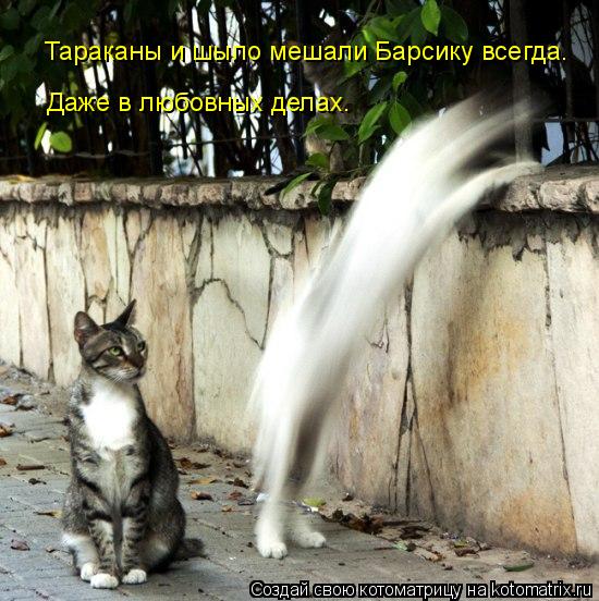 Тараканы и шыло мешали Барсику всегда. Даже в любовных делах.... Котоматрица: Тараканы и шыло мешали Барсику всегда. Даже в любовных делах.