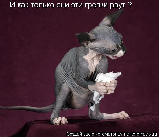 И как только они эти грелки рвут ?... Котоматрица: И как только они эти грелки рвут ?