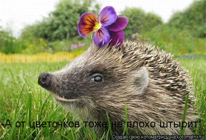 -А от цветочков тоже не плохо штырит!... Котоматрица: -А от цветочков тоже не плохо штырит!