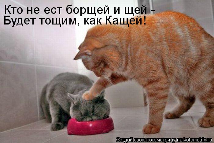 Кто не ест борщей и щей - Будет тощим, как Кащей!... Котоматрица: Кто не ест борщей и щей - Будет тощим, как Кащей!