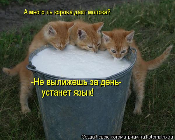 А много ль корова дает молока? -Не вылижешь за день- устанет язык!... Котоматрица: А много ль корова дает молока? -Не вылижешь за день- устанет язык!