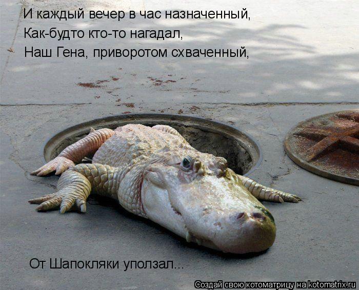 И каждый вечер в час назначенный, Как-будто кто-то нагадал, От Шапокляки уползал... Наш Гена, приво... Котоматрица: И каждый вечер в час назначенный, Как-будто кто-то нагадал, От Шапокляки уползал... Наш Гена, приворотом схваченный,