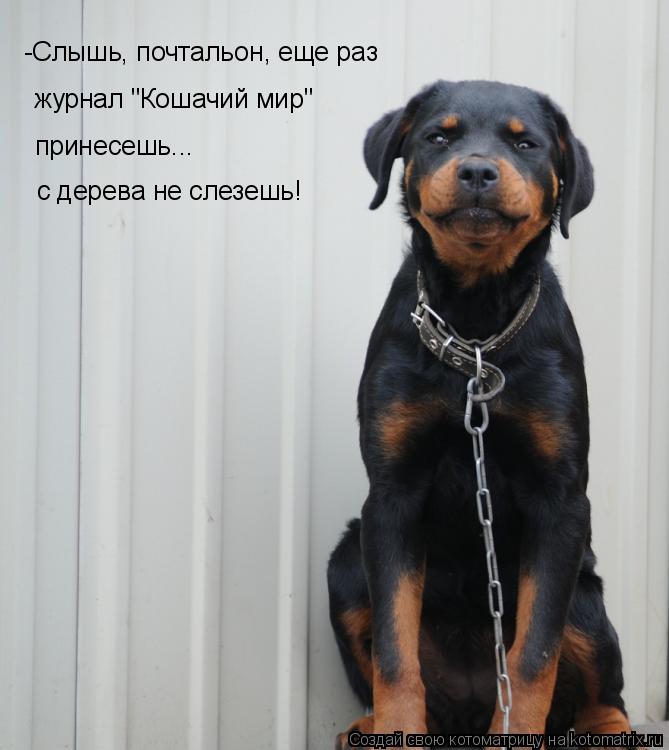 -Слышь, почтальон, еще раз журнал "Кошачий мир" принесешь... с дерева не слезешь!... Котоматрица: -Слышь, почтальон, еще раз журнал "Кошачий мир" принесешь... с дерева не слезешь!