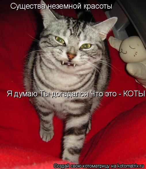 Существа неземной красоты Я думаю Ты догадался Что это - КОТЫ... Котоматрица: Существа неземной красоты Я думаю Ты догадался Что это - КОТЫ