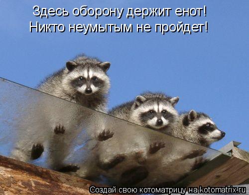 Здесь оборону держит енот! Никто неумытым не пройдет!... Котоматрица: Здесь оборону держит енот! Никто неумытым не пройдет!