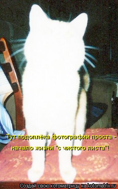 Тут подоплёка фотографии проста - начало жизни "с чистого листа"!... Котоматрица: Тут подоплёка фотографии проста - начало жизни "с чистого листа"!