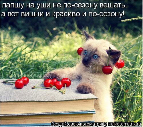 лапшу на уши не по-сезону вешать, а вот вишни и красиво и по-сезону!... Котоматрица: лапшу на уши не по-сезону вешать, а вот вишни и красиво и по-сезону!