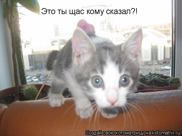 Это ты щас кому сказал?!... Котоматрица: Это ты щас кому сказал?!
