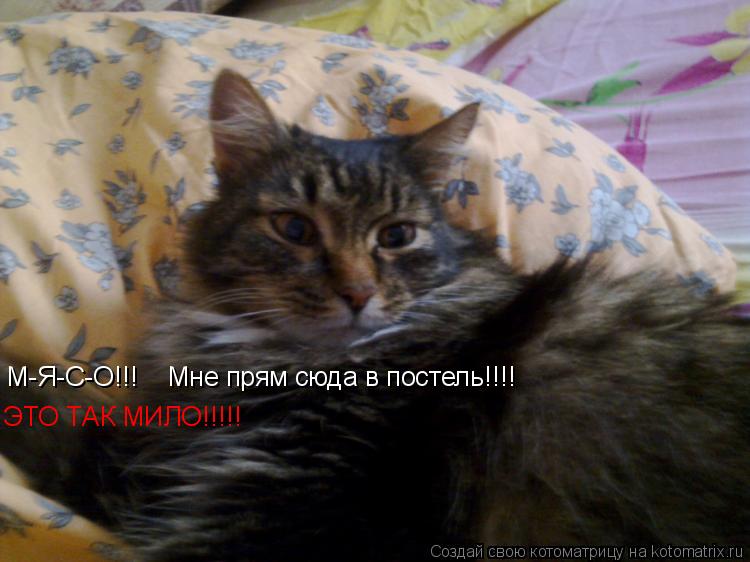 М-Я-С-О!!! Мне прям сюда в постель!!!! ЭТО ТАК МИЛО ,ЩА ПРОСТО РАСПЛАЧУСЬ М-Я-С-О!!! Мне прям... Котоматрица: М-Я-С-О!!! Мне прям сюда в постель!!!! ЭТО ТАК МИЛО ,ЩА ПРОСТО РАСПЛАЧУСЬ М-Я-С-О!!! Мне прям сюда в постель!!!! ЭТО ТАК МИЛО ,ЩА ПРОСТО РАС